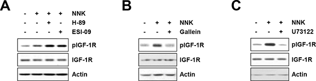 The G&#x03B2;&#x03B3;-mediated PLC activation mediates NNK-induced IGF-1R phosphorylation.