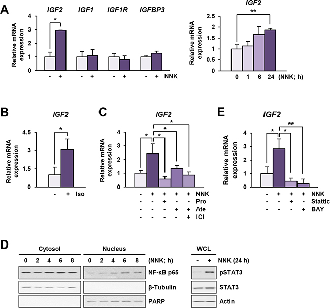 NNK induces an increase in IGF2 transcription via &#x03B2;-AR, STAT3 and NF-&#x03BA;B activation.