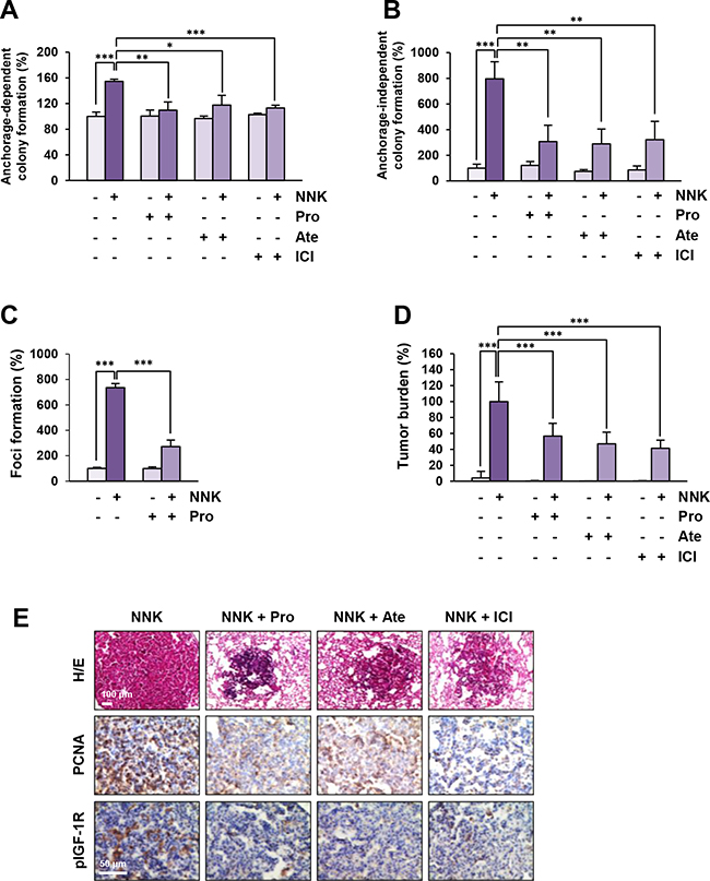 Blockade of &#x03B2;-AR suppresses NNK-induced cell transformation and murine lung tumor formation.