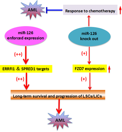 The two-faceted roles of miR126 in AML.