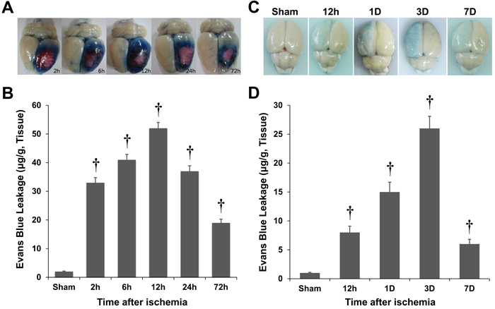 Quantification of Evans blue (EB) extravasation in rat models of photothrombosis