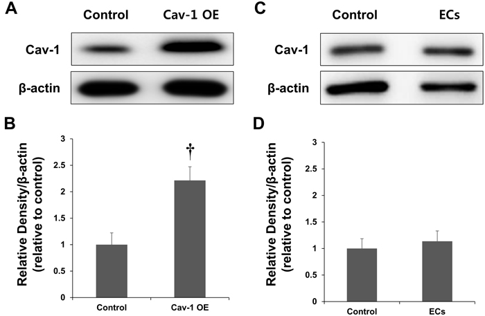Expression of Cav-1 in a rat model of MCAO.