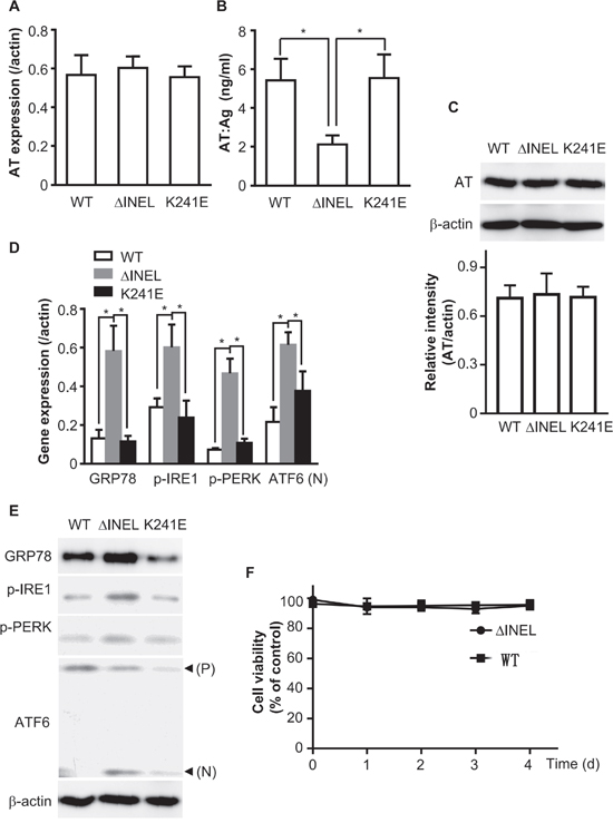 The accumulation of mutant AT activates ER stress.