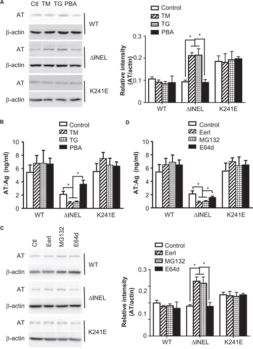 Enhanced ER stress contributes to AT deficiency by promoting AT degradation.
