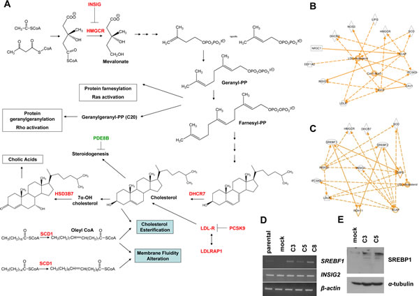 KLK5-expressing cells display altered expression of mevalonate pathway genes.