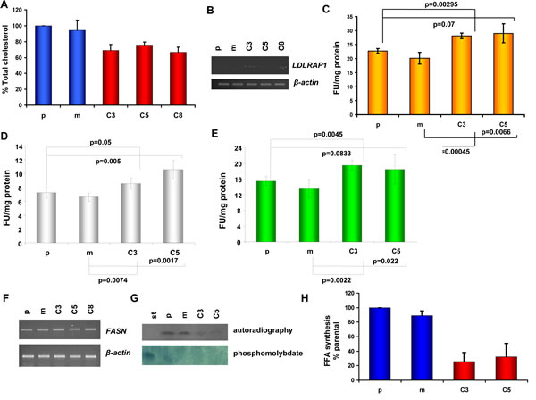 Cholesterol homeostasis in KLK5-expressing cells.