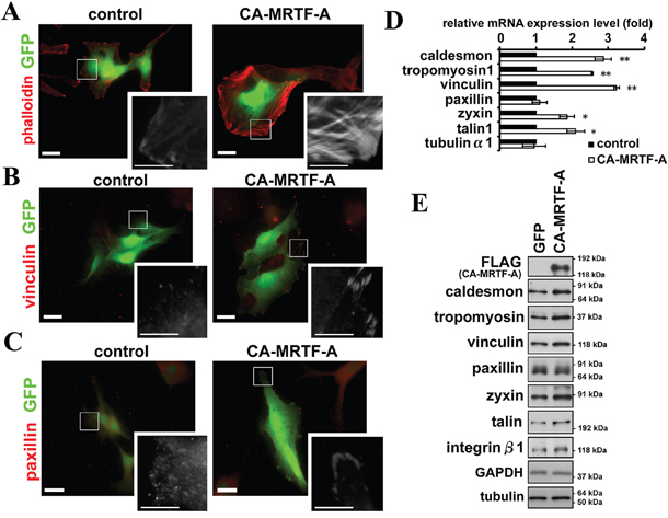 Activation of MRTF-A-dependent transcription induces reorganization of the actin cytoskeleton and FAs.