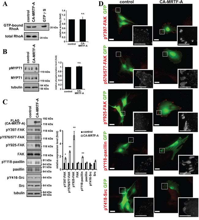 Activation of MRTF-A-dependent transcription induces the phosphorylation of FAK and paxillin.