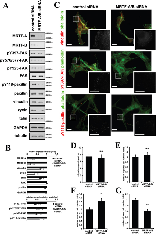 Inactivation of MRTF-dependent transcription suppresses cell adhesion in association with decreased phosphorylation levels of FAK and paxillin.