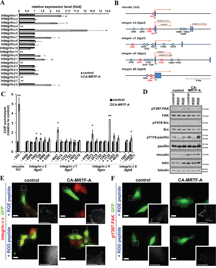 CA-MRTF-A expression induces expression of integrins and promotes integrin clustering-dependent FAK activation.