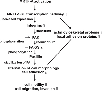 Schematic models showing the mechanism by which CA-MRTF induces changes in B16F10 melanoma cell migration and morphology.