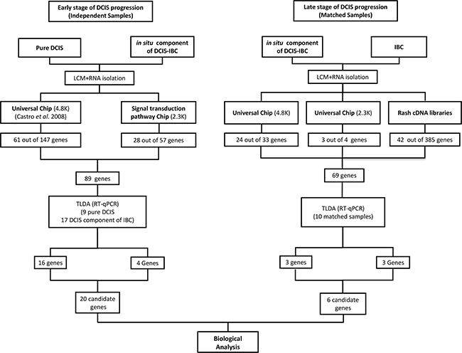 Workflow for candidate genes identification.