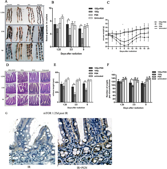 Peptidoglycan helped to sustain the structure and function of the irradiated intestine.