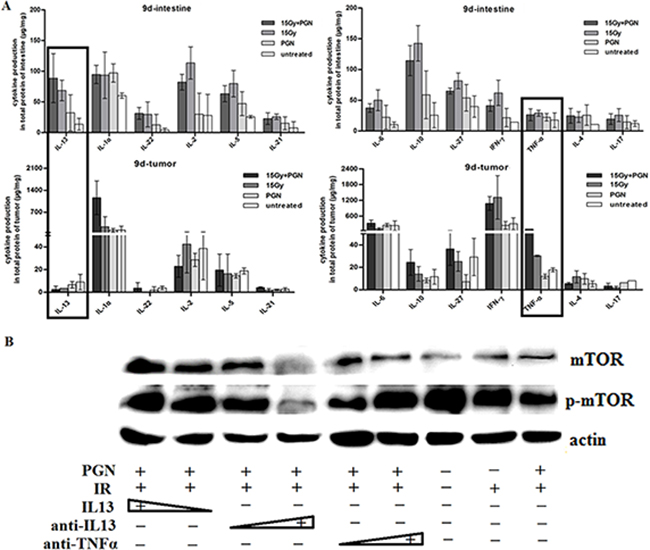 IL13 played a significant role in PGN&#x2019;s differential effect on irradiated intestine and tumor.