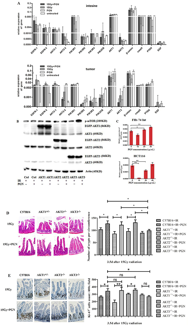 AKT3 was implicated in PGN&#x2019;s distinct effects on intestinal and tumor cell proliferation after IR.