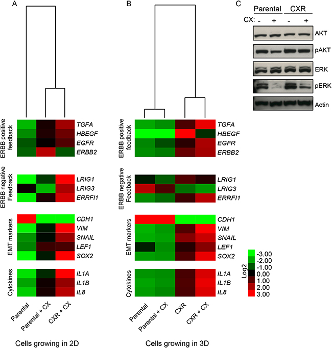 Gene expression analysis of parental and CXR cells.