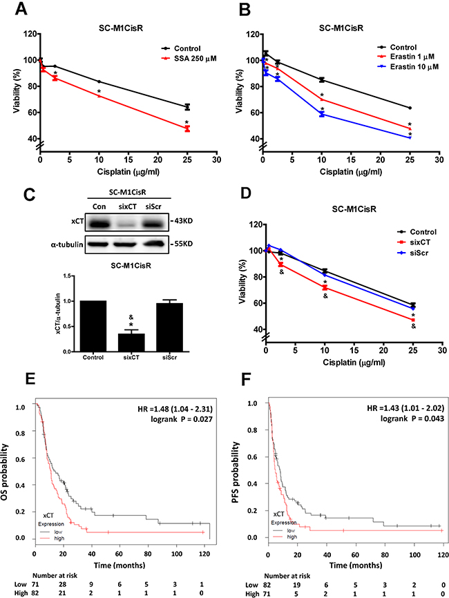 Inhibition and knockdown of xCT increase the cisplatin sensitivity of cisplatin-resistant gastric cancer cells, and high xCT expression is a poor prognostic factor in gastric cancer patients under adjuvant chemotherapy treatment.
