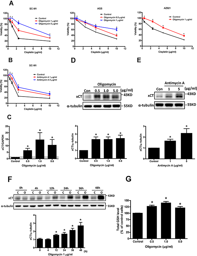 Mitochondrial dysfunction enhances cisplatin resistance and increases xCT expression in human gastric cancer cells.