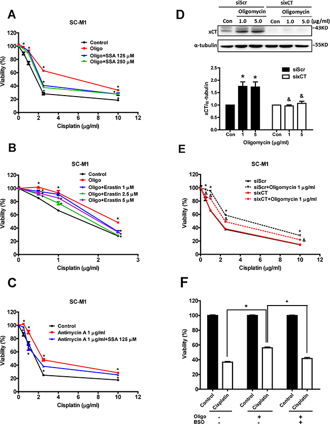 Inhibition and knockdown of xCT reduce mitochondrial dysfunction-enhanced cisplatin resistance.
