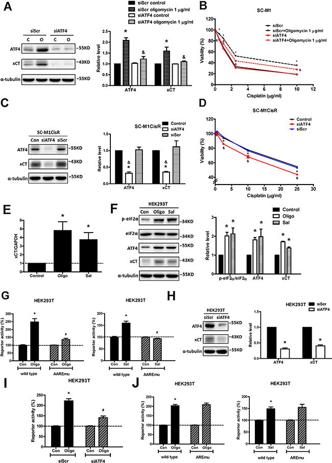 ATF4, an eIF2&#x03B1; downstream factor, is responsible for mitochondrial dysfunction-induced xCT expression and cisplatin resistance.