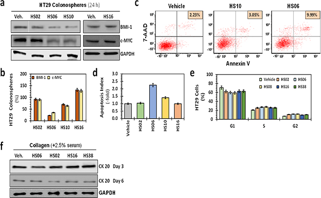 Effects of HSGAGs on broad cellular processes of HT29 CSCs.