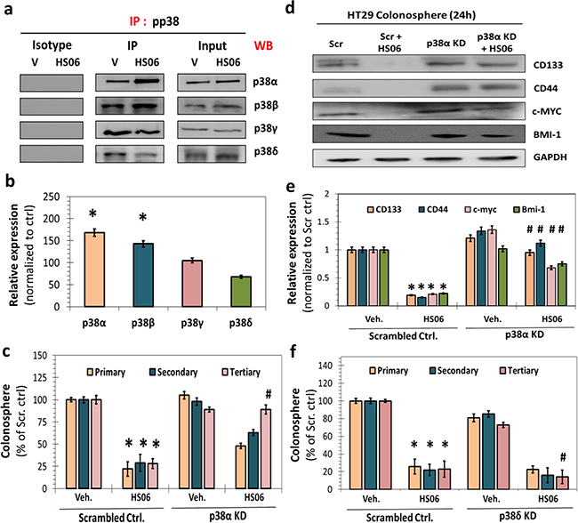 Isoform specific activation of p38MAPK is critical for HS06&#x2019;s effects on CSCs growth and self-renewal.