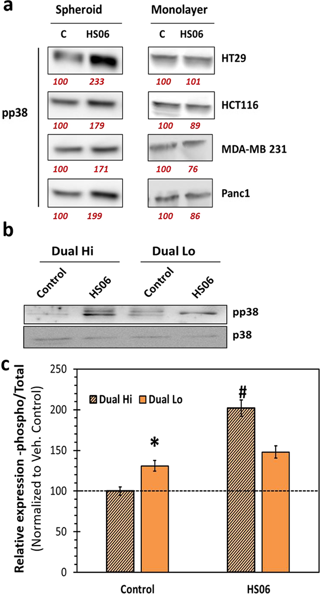 Effects of HS06 on activation of p38MAPK is selective in CSCs.