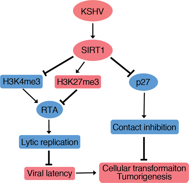 A model illustrating SIRT1 promotion of cellular transformation through two independent mechanisms.