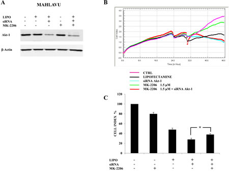 Down-regulation of Akt-1 reduces MK-2206 cytotoxicity in Mahlavu cells.