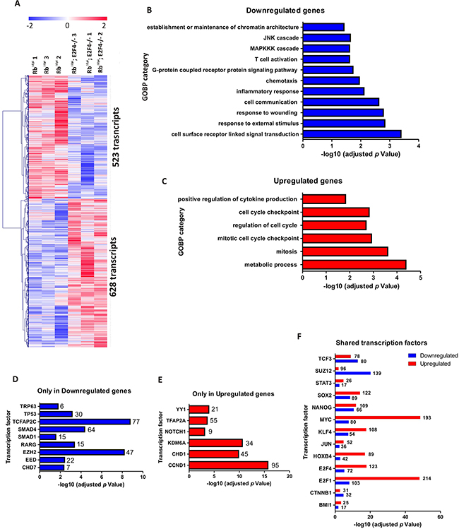 Genome-wide transcriptome comparison between Rbf/f;K14creERTM;E2F4-/- and Rbf/f;K14creERTM skin.