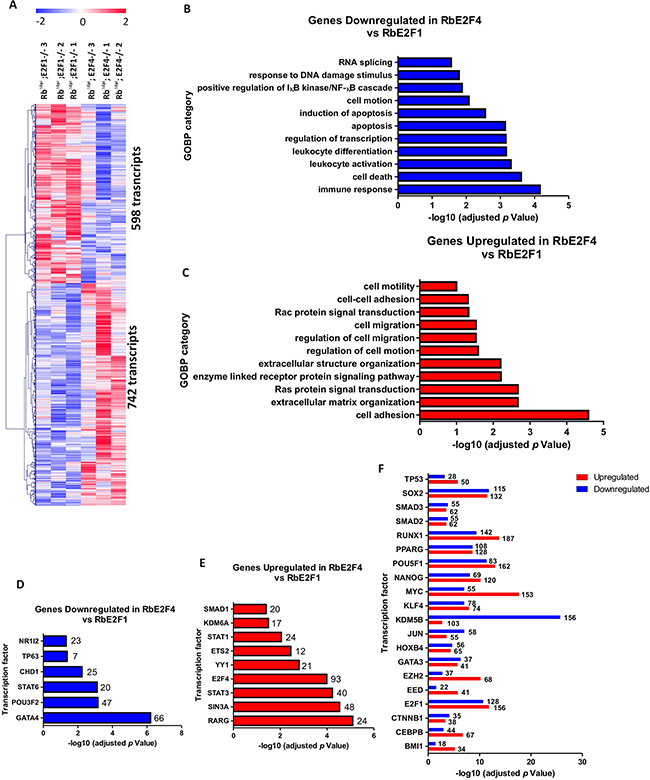 Genome-wide transcriptome comparison between Rbf/f;K14creERTM;E2F1-/- and Rbf/f;K14creERTM;E2F4-/- skin.