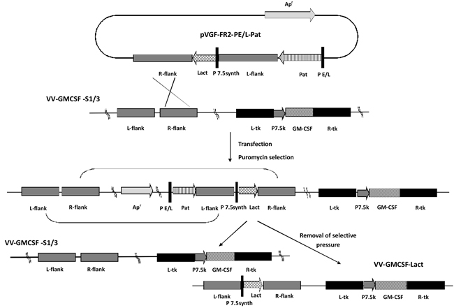 Scheme of recombinant VV-GMCSF-Lact construction.