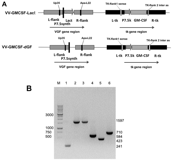 Verification of recombinant VACVs structure.