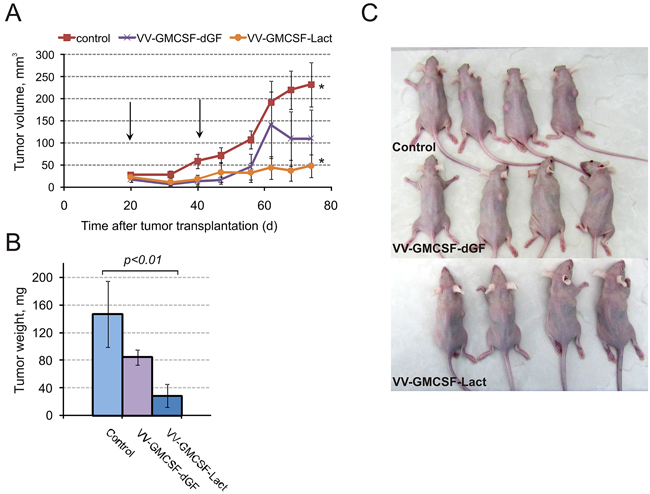 VV-GMCSF-Lact delays growth of MDA-MB-231 breast tumor xenografts.