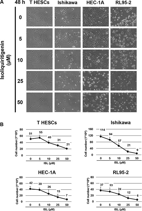 The anti-proliferative effect of ISL on human endometrial cancer cell lines.