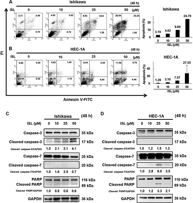 ISL induces apoptosis in human endometrial cancer cells.