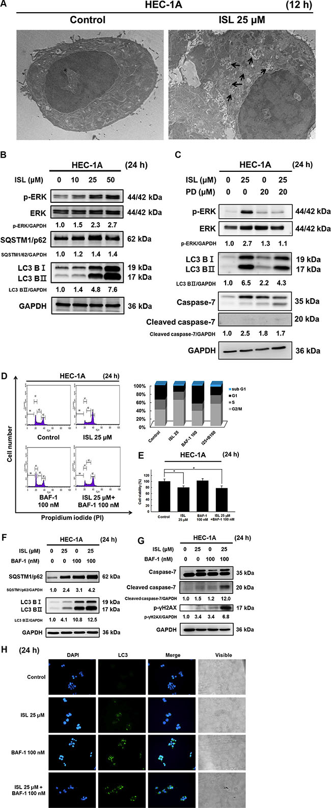 ISL triggered protective autophagy in HEC-1A cells.