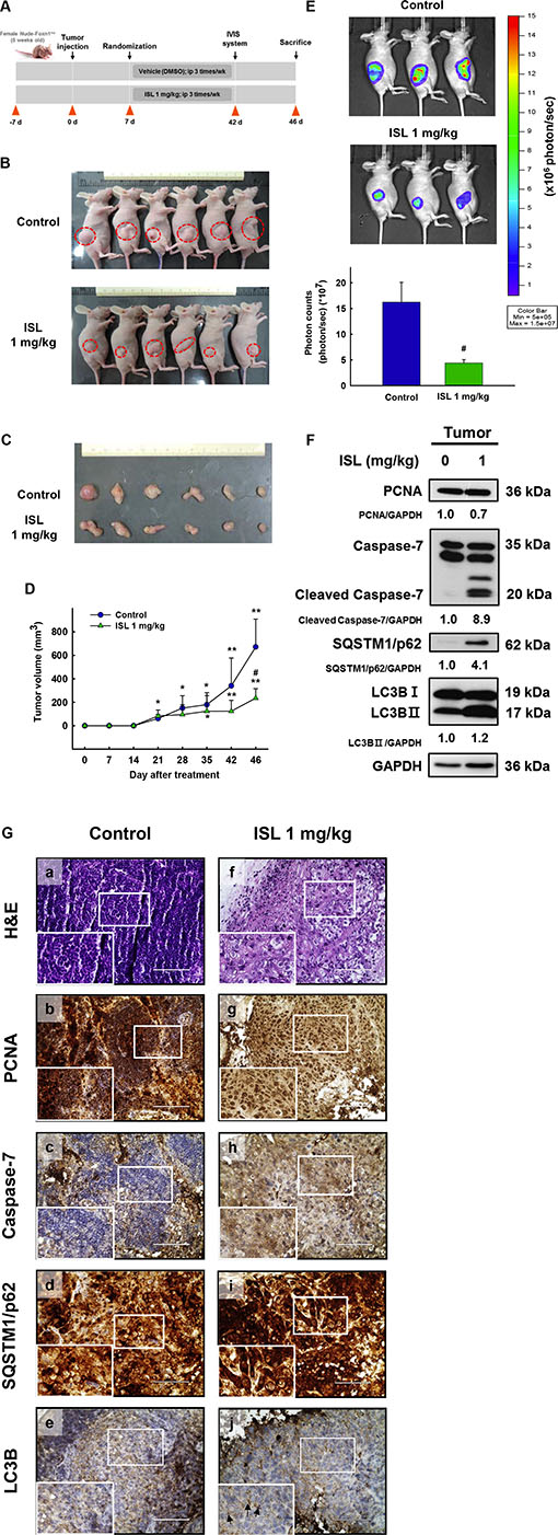 Effect of ISL treatment on the HEC-1A-LUC mouse xenograft model.