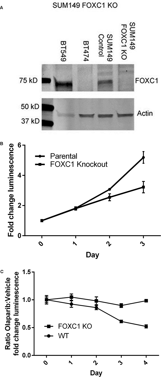 FOXC1 knockdown diminishes proliferation.