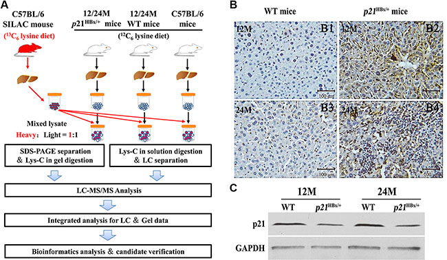 Large-Scale protein profiling of the p21HBx/+ transgenic mice and their WT littermates with SILAM approach.