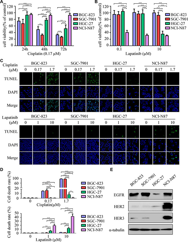 Lapatinib is effective to intrinsic cisplatin-resistant GC cells.