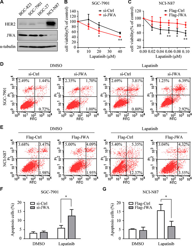 JWA decreases the sensitivity of GC cells to lapatinib.
