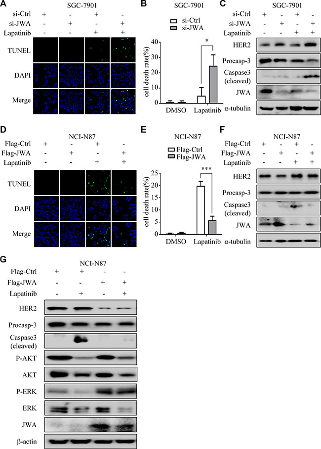 JWA mediates lapatinib resistance by negatively regulating HER2.