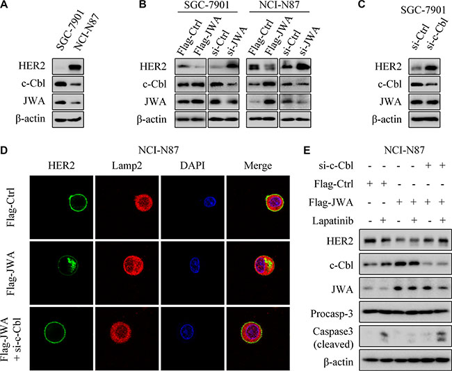 JWA negatively regulates HER2 expression via c-Cbl in GC cells.