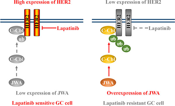 Schematic model of the JWA/c-Cbl/HER2 pathway&#x2019;s role in lapatinib resistance.