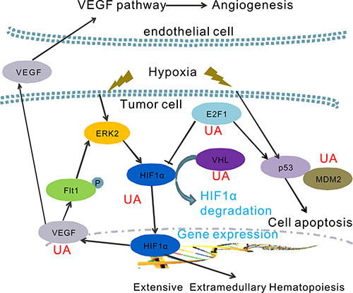 A hypothetical model of the functions of UA on the regulation of hypoxia pathway.