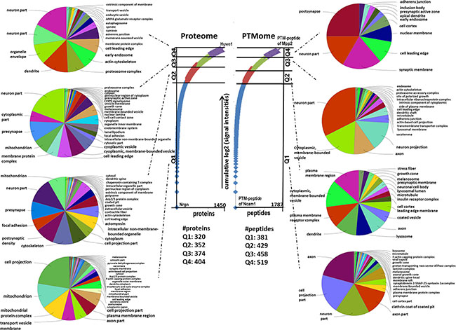 Gene Ontology &#x201C;cellular compartment&#x201D; of unmodified proteins and PTM peptides belonging to different quartiles.