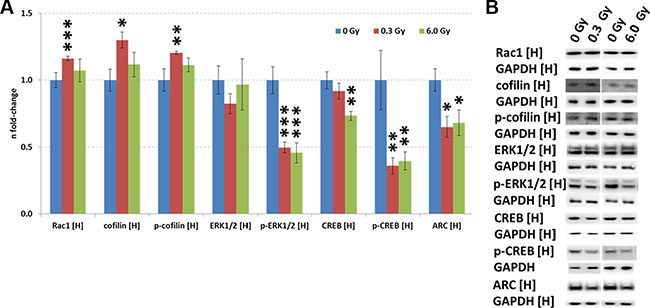 Analysis of CREB and Rac1-Cofilin signalling in the irradiated hippocampus.