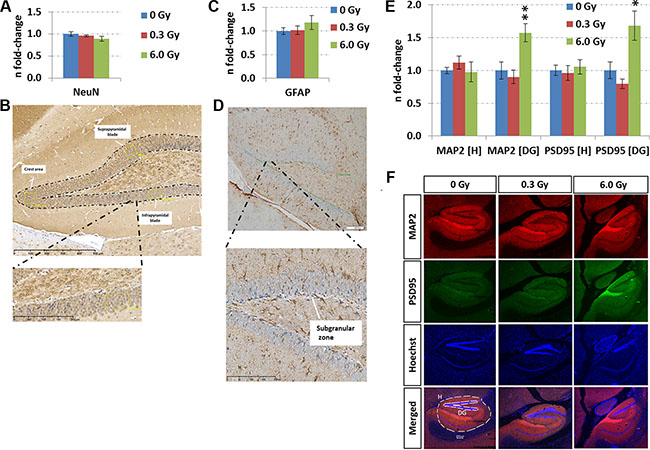Analysis of adult neurogenesis and in situ quantification of MAP2 and PSD95 levels.