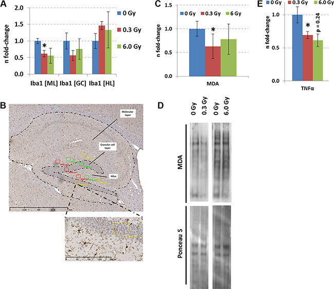 Analysis of neuroinflammation and lipid peroxidation in hippocampus after chronic irradiation.